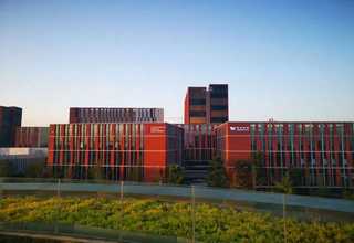 中山落羽杉绿化树种植基地